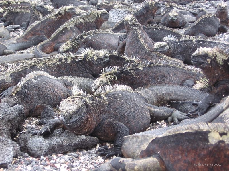 marine iguanas iguana reptile